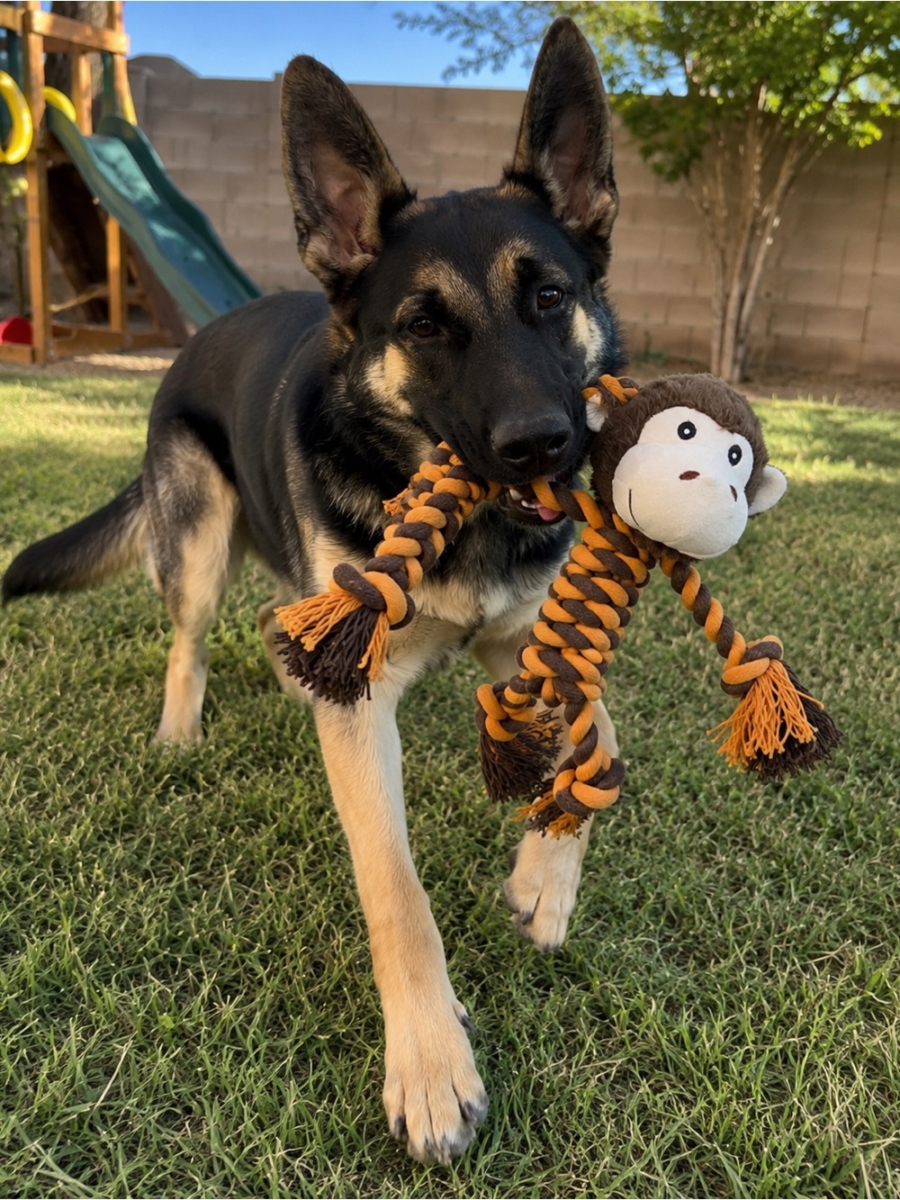 Durable Rope Dog Toy - Pets Dog